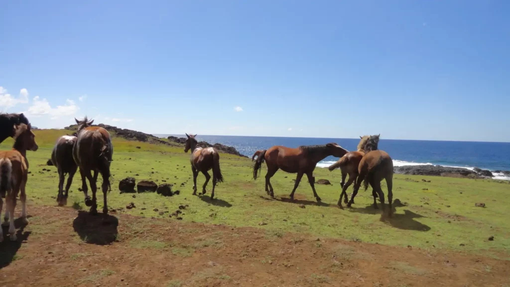 Easter Island Horses