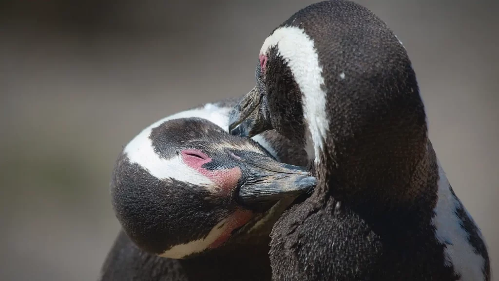 Peninsula Valdes Penguins