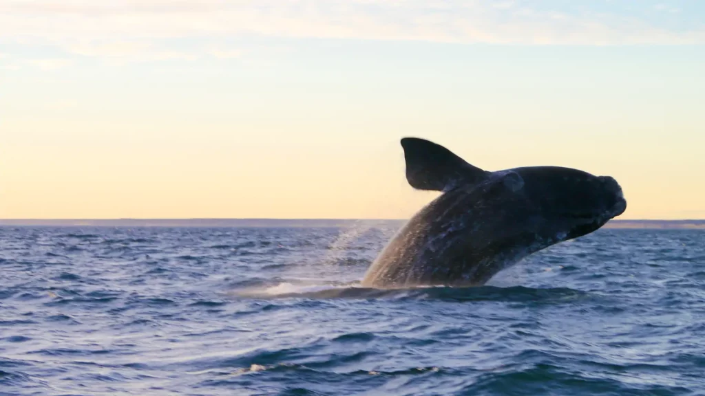 Peninsula Valdes Whales